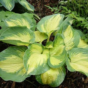 Хоста Hosta ‘Beach Boy’